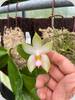 Phal. bellina var. Pink Fire